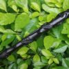 Rose of Thorns Wands Wooden Wizard Wands