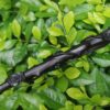 Rose of Thorns Wands Wooden Wizard Wands