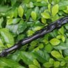 Rose of Thorns Wands Wooden Wizard Wands